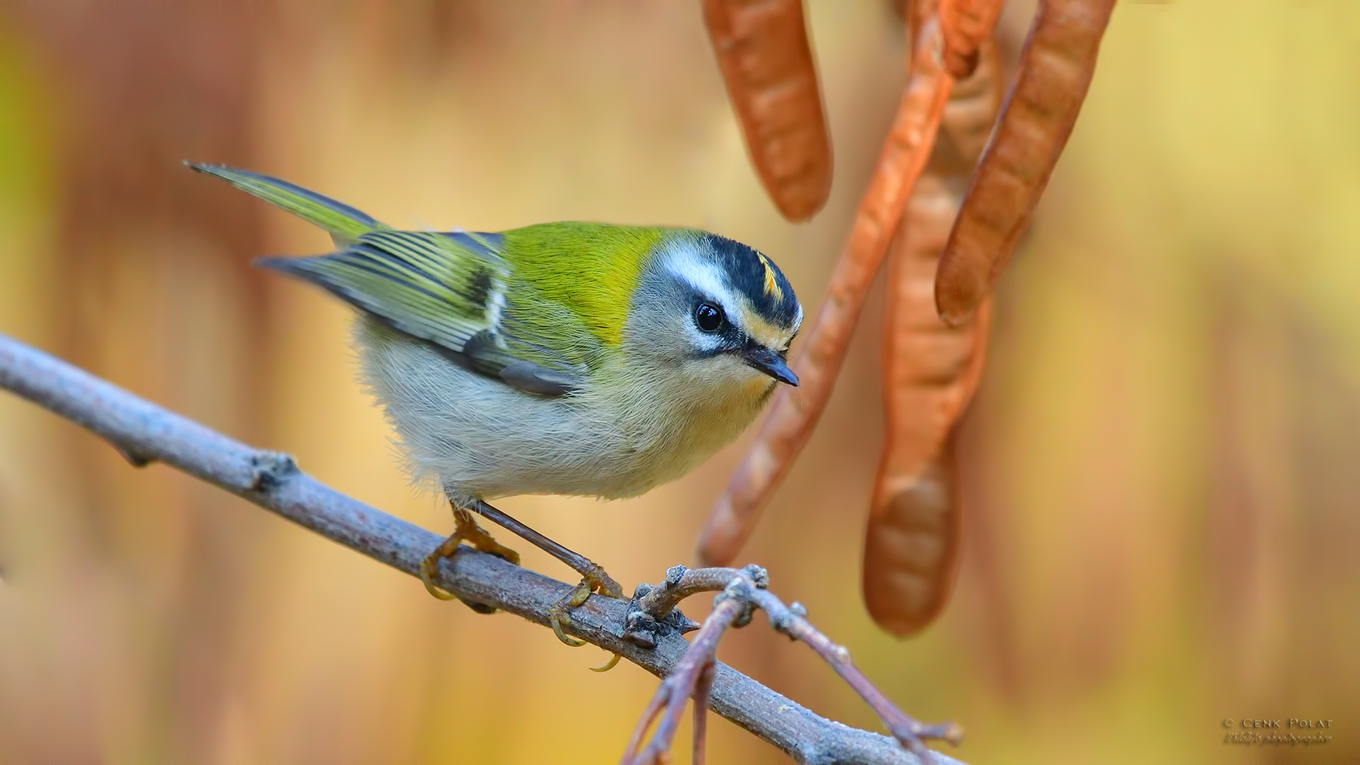 Common Firecrest — Ana fotoğraf